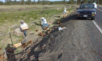 Beehive spill on highway near Medical Lake