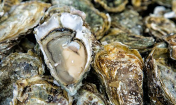 Fecal matter is causing problems for shellfish in Washington State