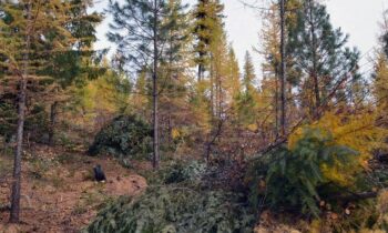 US Forest Service seeking public feedback on northern Idaho projects