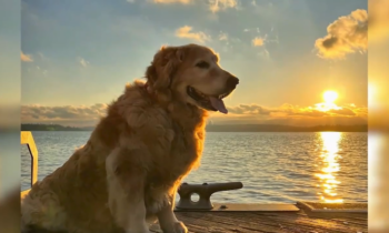 Beloved WSU dog dies after battle with cancer