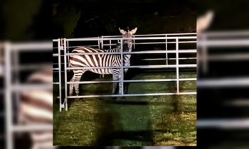 Final zebra on the loose caught in King County