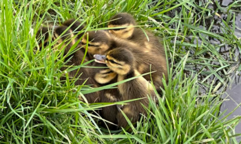 Community comes together to save baby ducklings stuck in a storm drain