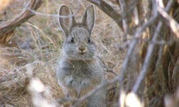 Washington Department of Fish and Wildlife open comments on rabbit endangerment status