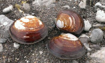 Biotoxin contamination shuts down shellfish gathering on Washington coast