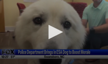 Police Department Brings In Esa Dog To Boost Morale May 31st 2024
