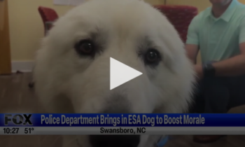 Police Department Brings In Esa Dog To Boost Morale