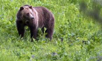 Idaho hunter shoots grizzly bear misidentified as black bear by Idaho officials