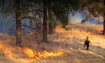 Private forestland owners don’t have to fend off wildfires alone with Washington’s DNR financial program