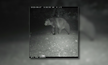 Grizzly bear breaks into chicken coop near Chewelah