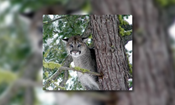 Cougar sighting near Washington State University campus reported