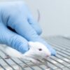 Just 1 in 20 Animal Studies Yield Treatments That Make it to Humans