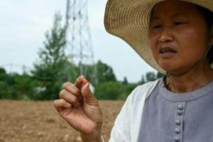 Central China farmers face crop failures in ‘withering’ drought