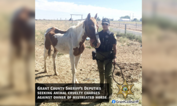 Deputies seek animal cruelty charges after horse was euthanized due to neglect