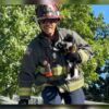 Wenatchee Valley firefighters rescue kitten from tree