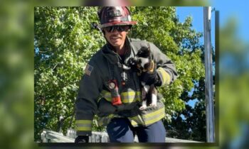 Wenatchee Valley firefighters rescue kitten from tree