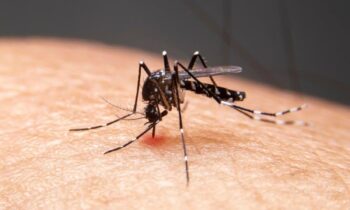 Dengue Fever cases on the rise in Washington state