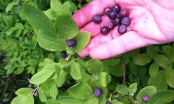 Idaho Panhandle National Forests shares huckleberry foraging tips