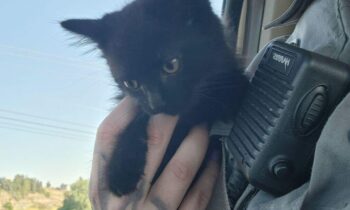 Pullman police save kitten stuck in drain pipe