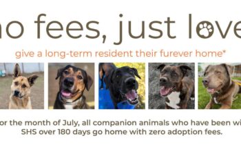 Spokane Humane Society offering animal adoption with no fees for dogs who need a home