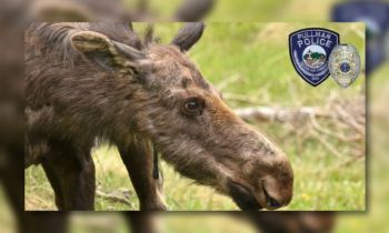 Moose sighting near Mary’s Park in Pullman prompts safety reminder