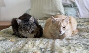 ONE CAT OR TWO? ADOPT A SECOND CAT? (PART TWO)