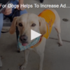 Field Trips For Dogs Helps To Increase Adoption Rates July 31 2024