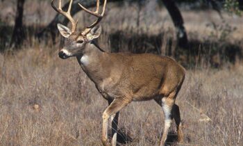 Washington’s first case of chronic wasting disease confirmed in Spokane