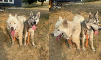 Latah County Sheriff’s Office looking for owner of two dogs