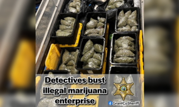 Large illegal marijuana grow sites busted in Ephrata