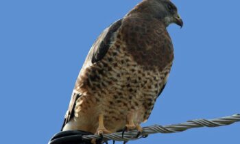 Hawks attacking people walking in certain areas Pullman