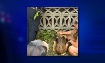 Spokane firefighters rescue dog stuck in concrete wall