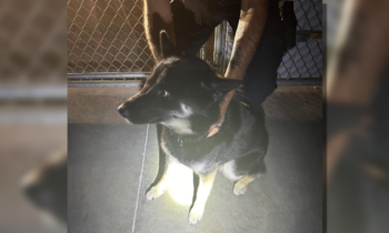 Sandpoint police looking for owner of lost dog