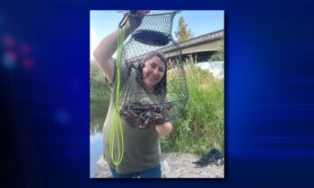 Spokane Riverkeepers and community collects crayfish for river study