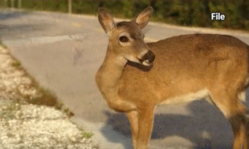 First case of chronic wasting disease confirmed in north Idaho near Bonners Ferry