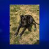 Whitman deputies looking for owner of lost dog