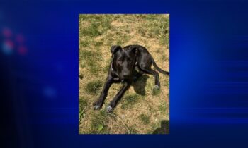 Whitman deputies looking for owner of lost dog