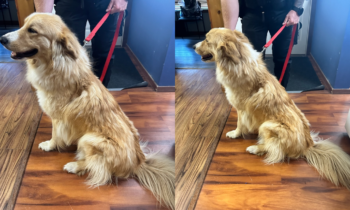 Spirit Lake Police Department reunited golden retriever with owner