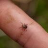 Scientists Map Genetics of Lyme Disease Bacteria, Aiding Research