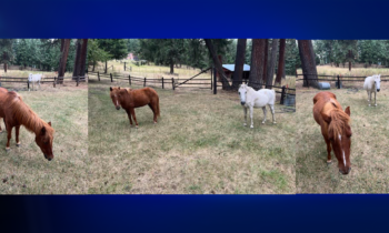 Idaho County Sheriff’s Office looking for owners of two ponies