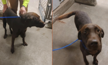 Orofino Police Department looking for owner of chocolate lab