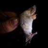 How Do Bats Thrive With Blood Sugar Levels That Would Kill Humans?