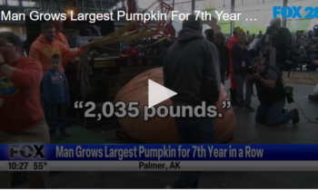 Man Grows Largest Pumpkin For 7th Year In A Row