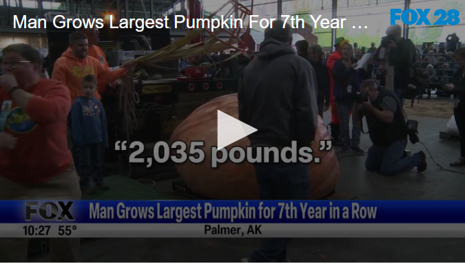 Man Grows Largest Pumpkin For 7th Year In A Row August 28 2024