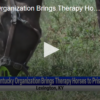 Kentucky Organization Brings Therapy Horses To Prison August 30th 2024