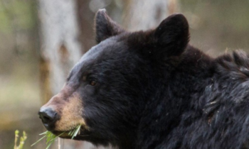 Woman attacked by black bear in Ferry County