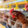 Missouri Patient Hospitalized With Bird Flu Had No Known Contact With Animals