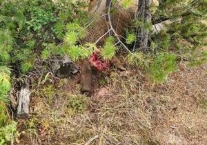 FWP needs help finding culprits of bull elk poaching near Helena