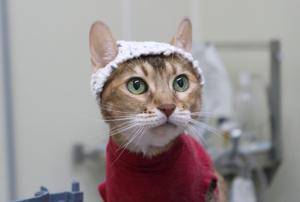 Why these cats wear cute hats for science