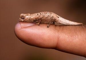 Scientists discover new species of tiny chameleon