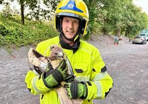 Firefighters rescue hawk stuck in tree